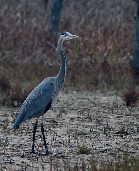 heron standing at marsh's edge